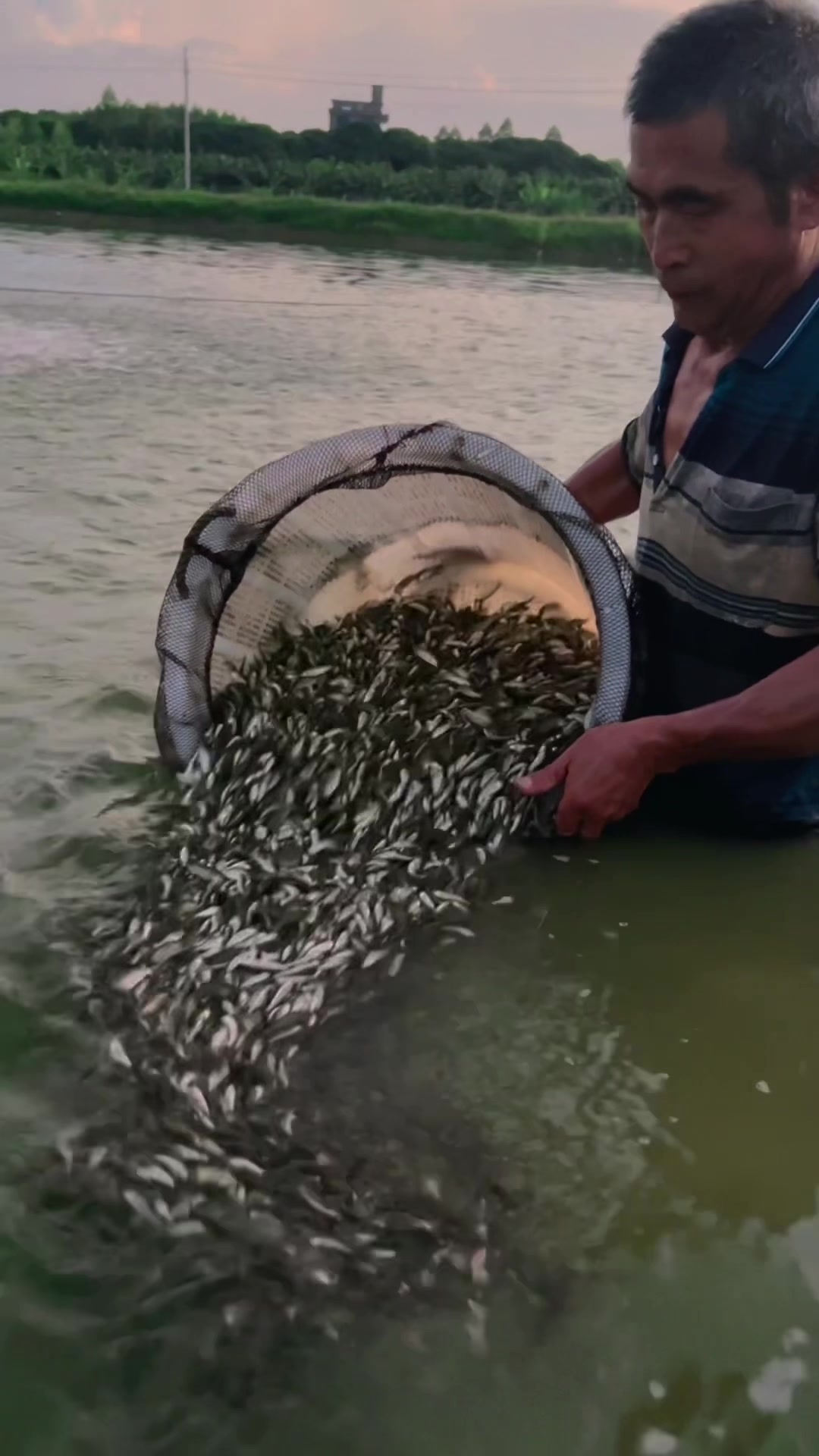 草鱼苗,博罗福田鱼大鱼鱼苗繁育基地
