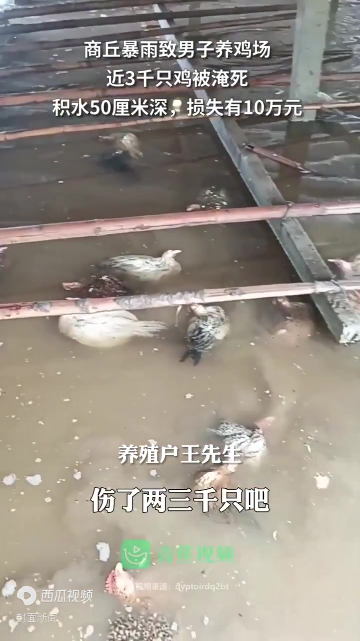 拍客|商丘暴雨养鸡场近三千只鸡被淹死 养殖户:积水四五十厘米深,损失十万元
