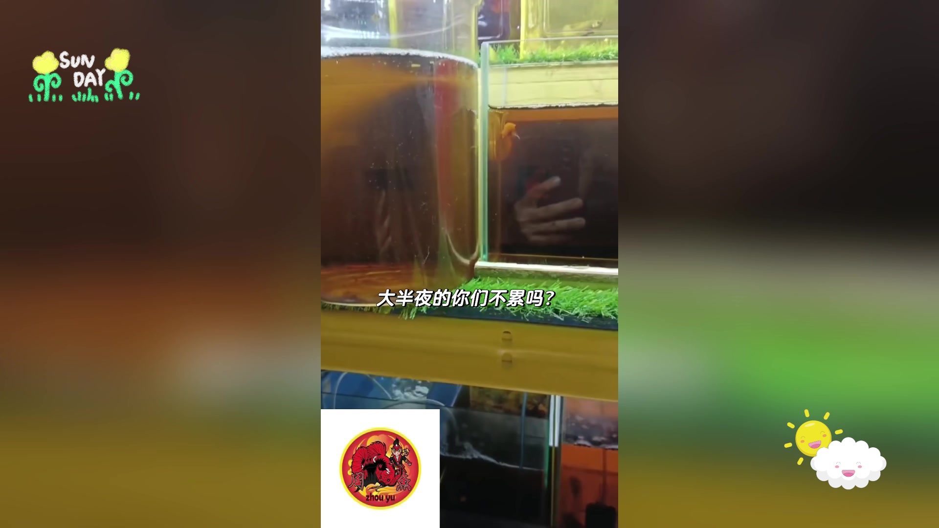 斗鱼:色彩斑斓的风水鱼