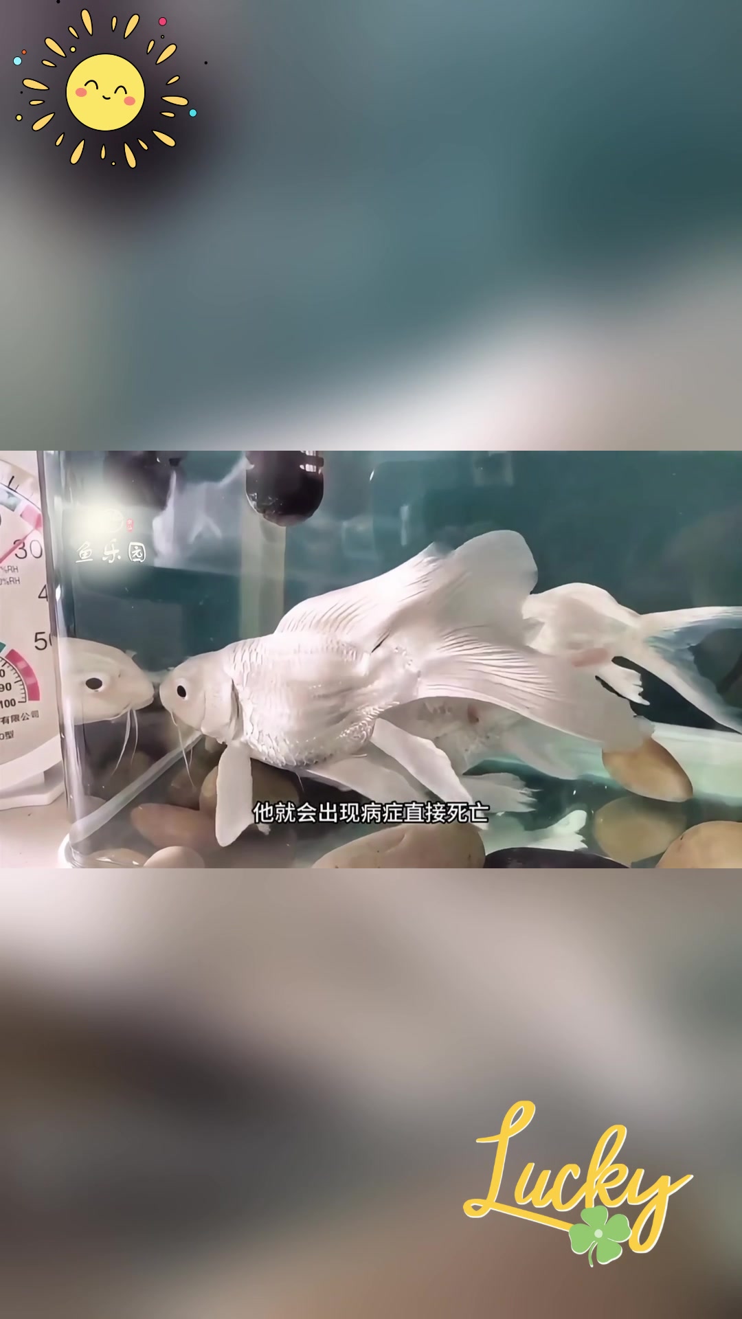 蝴蝶鲤怎么养?养鱼新手必看的饲养秘籍!