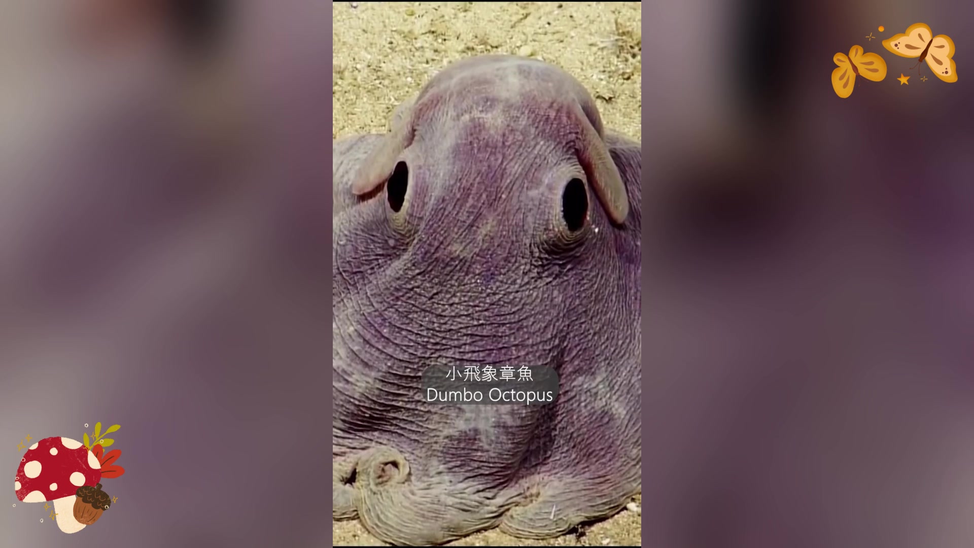 小飞象章鱼:深海中的“小可爱”