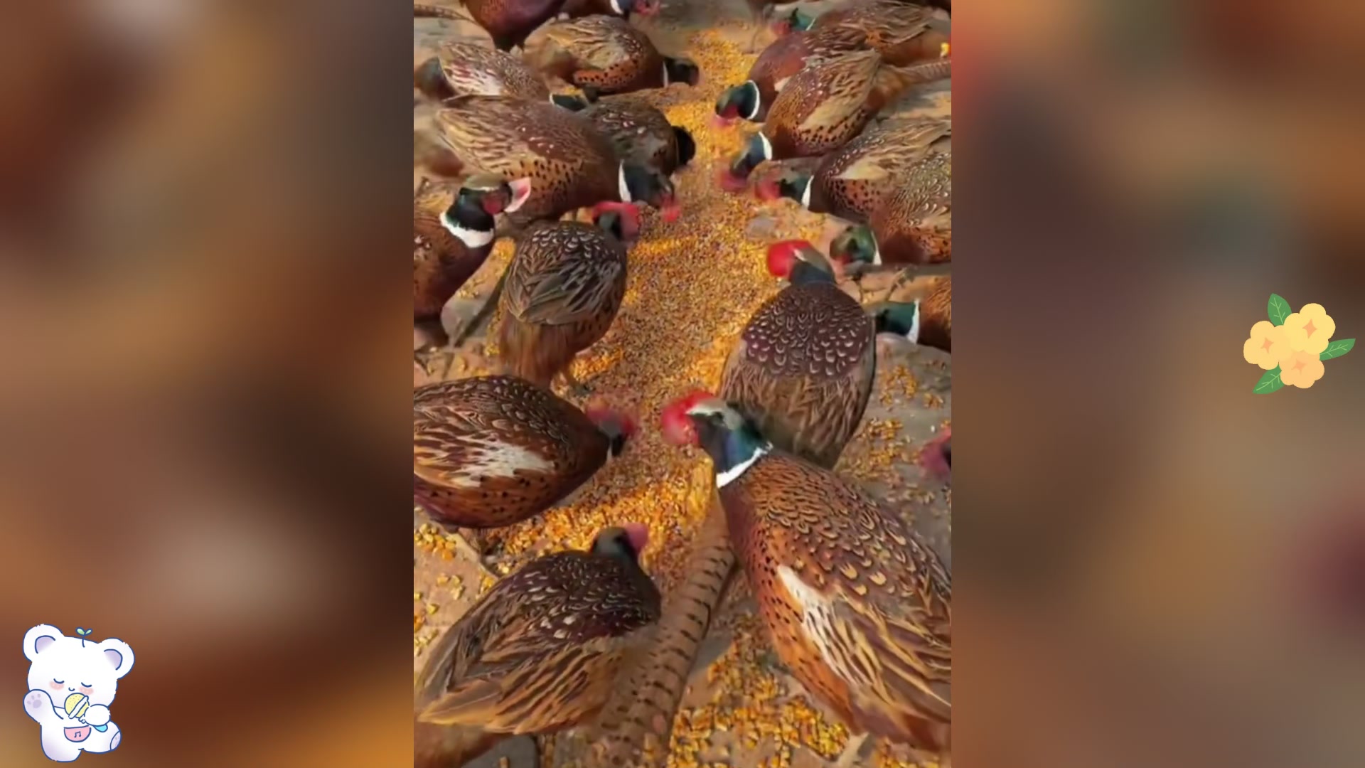 七彩山鸡误入公园,与孔雀比美