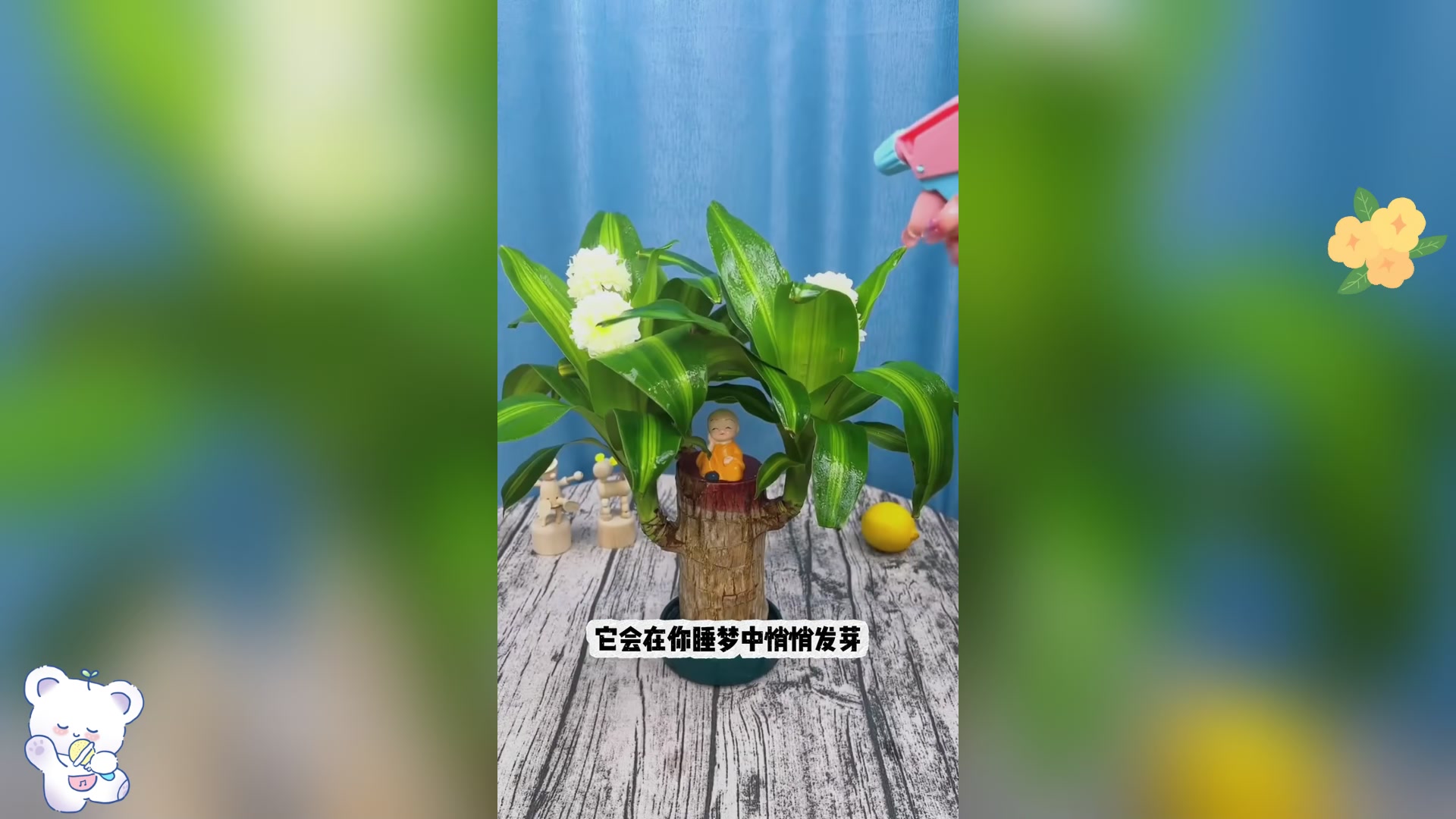 种巴西木,居然有这么多好处?