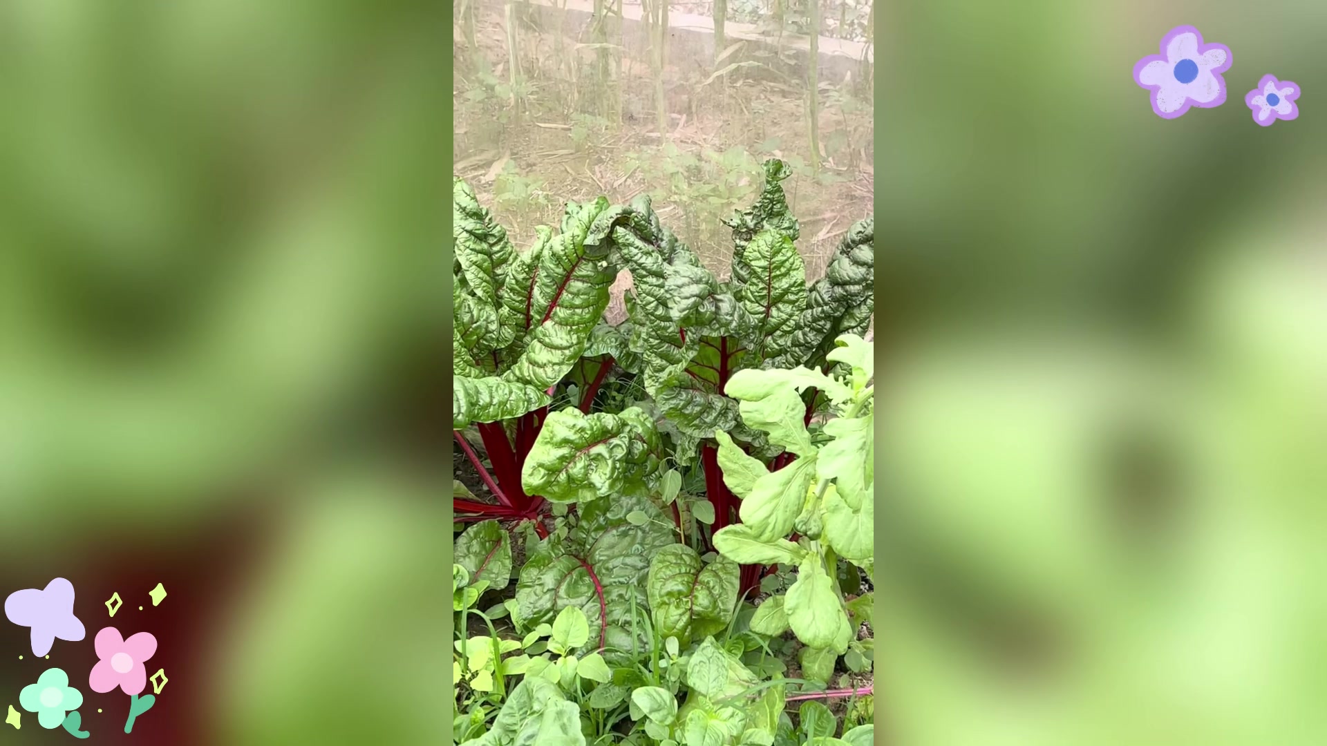 瑞士甜菜:绿叶菜的营养宝库