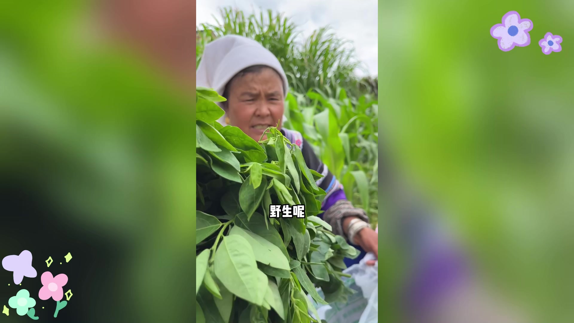 大甜菜,纯野生,便宜又美味,直接煮肉汤清汤超好吃!