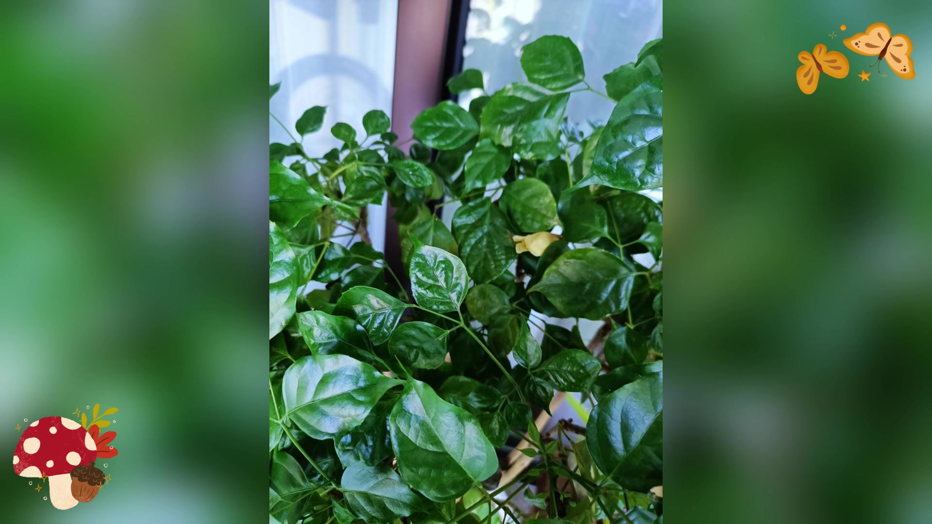 我的幸福树叶子发黄了,该怎么办?