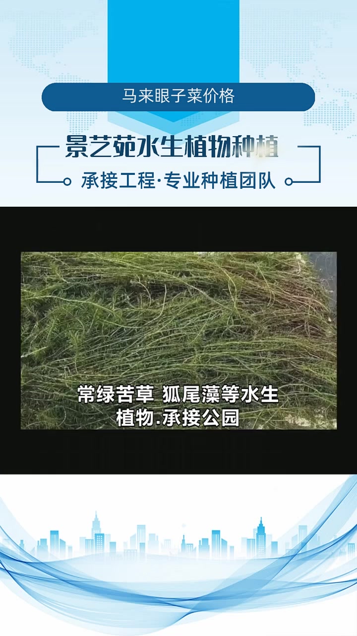 马来眼子菜价格