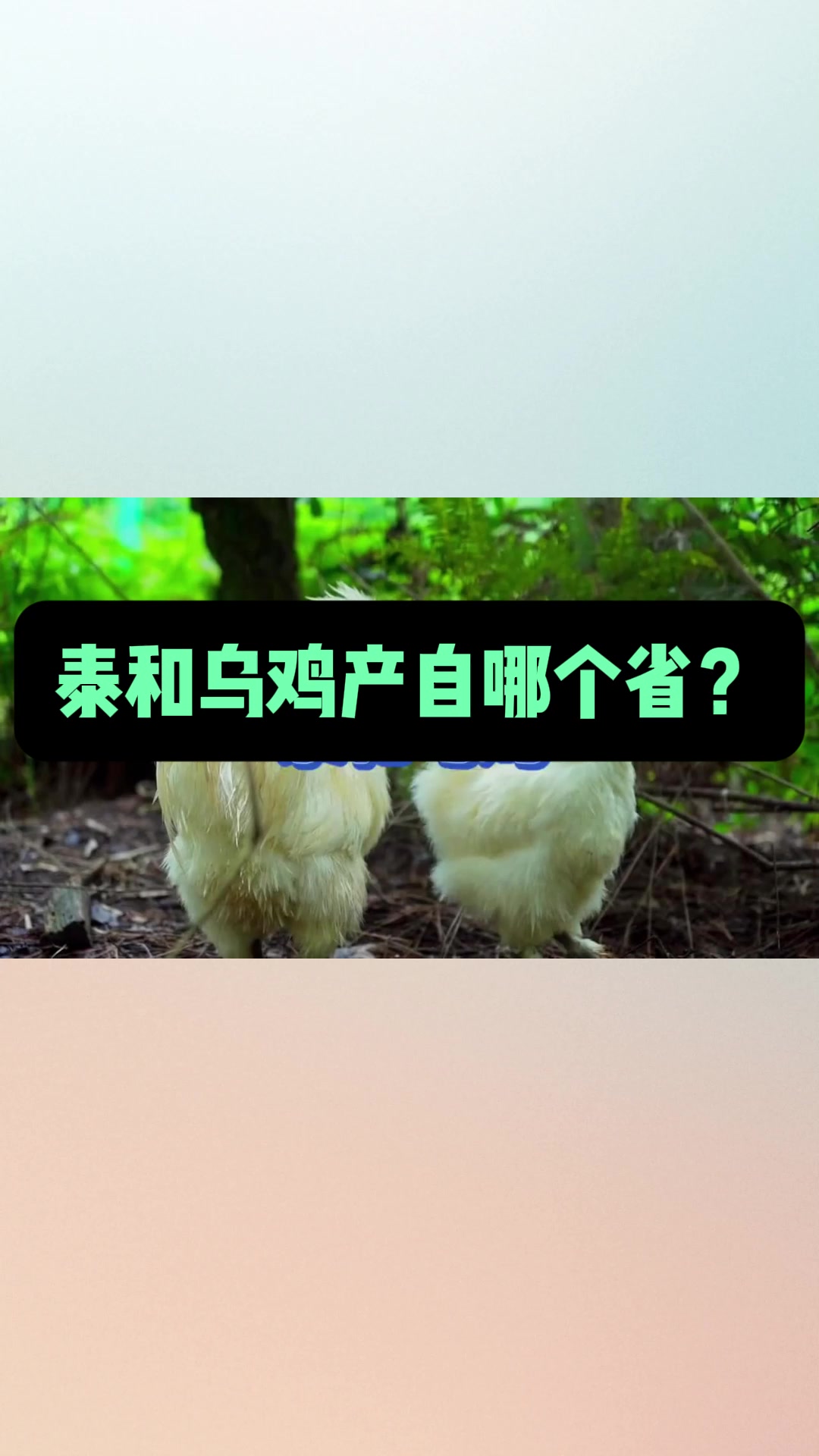 泰和乌鸡产自哪个省?