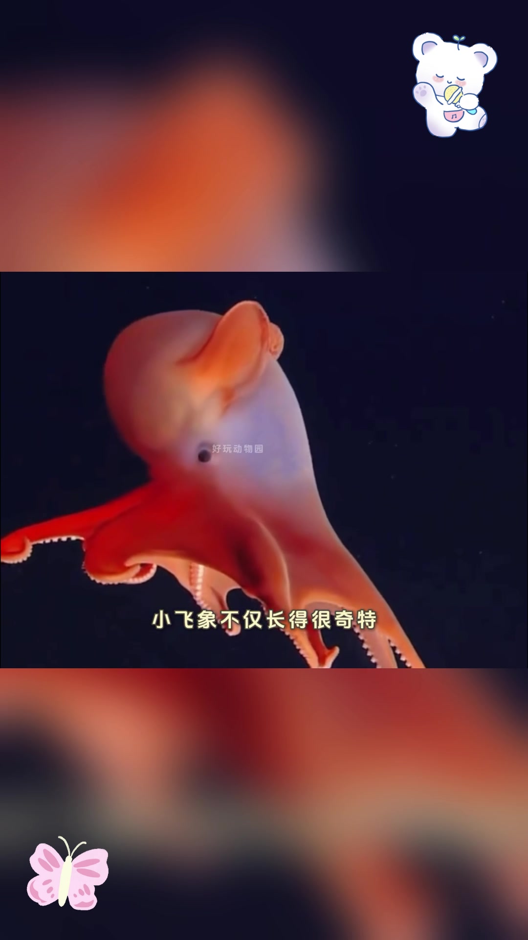 可爱的小飞象章鱼,你了解吗?