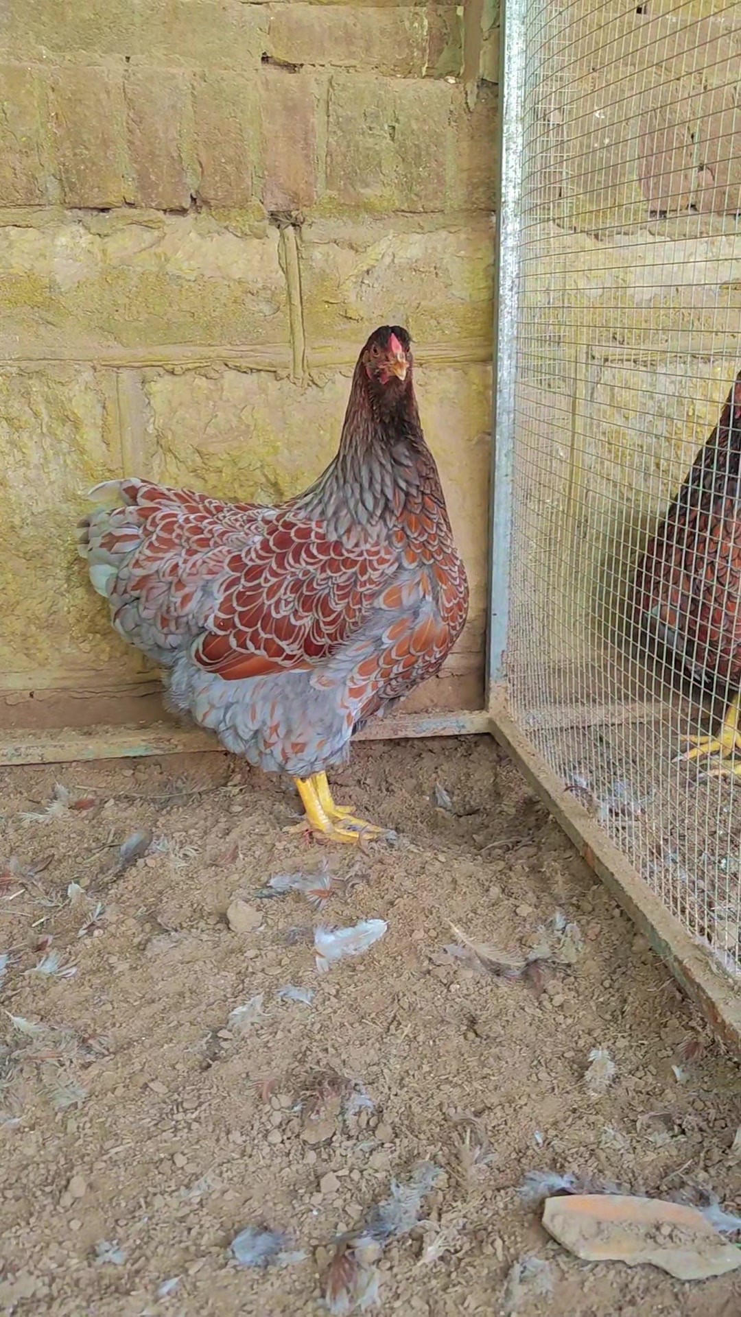 怀特鱼鳞观赏鸡,
