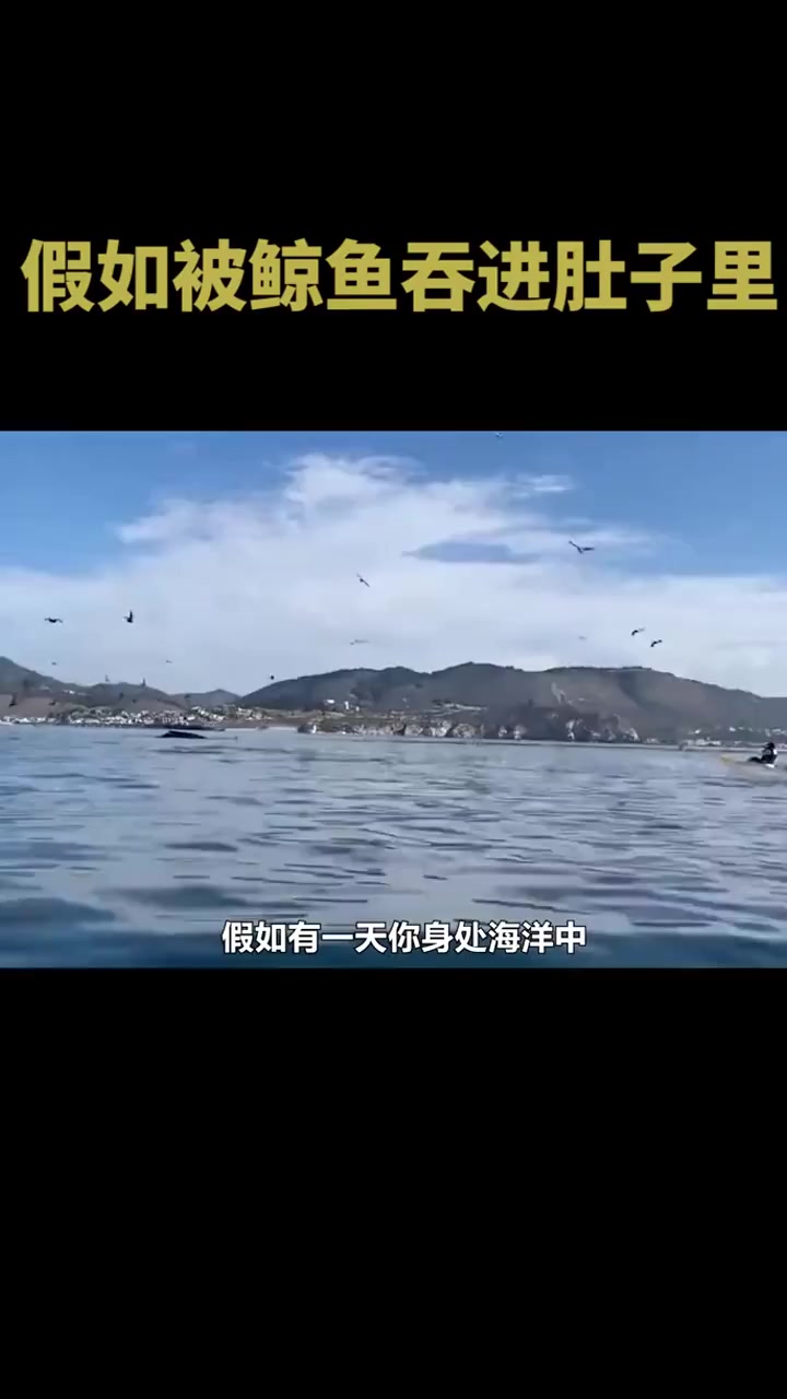 假如在海洋中,不小心被鲸鱼吞进肚子里,究竟会发生些什么?