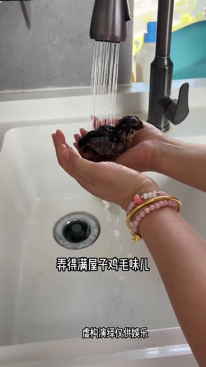 给孩子们入手宠物鸡,他们还无比嫌弃