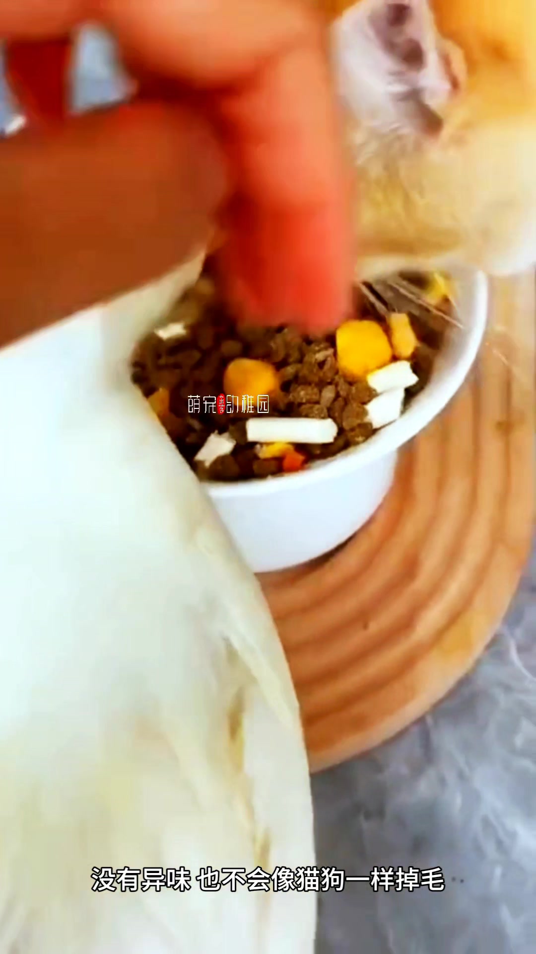 柯尔鸭多少钱一只