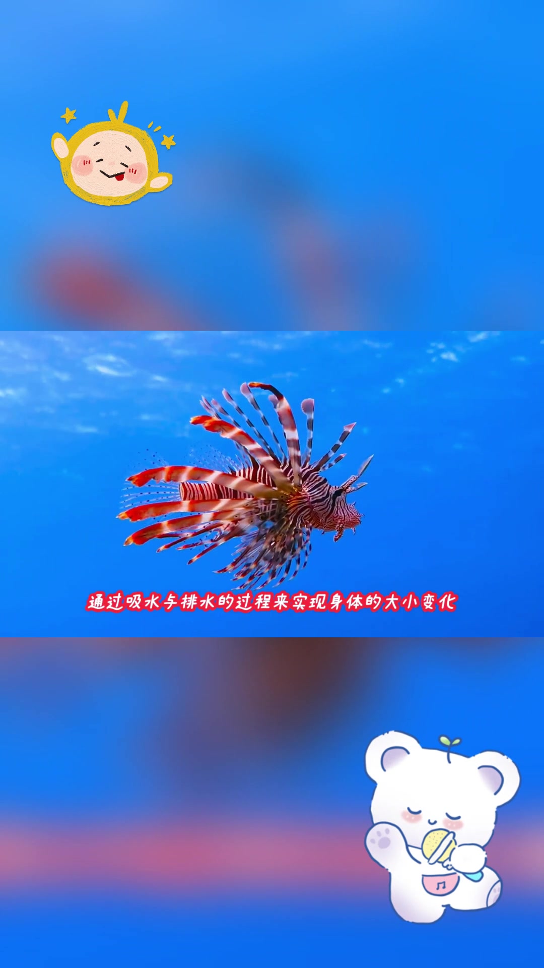 海葵:海里的“花朵”