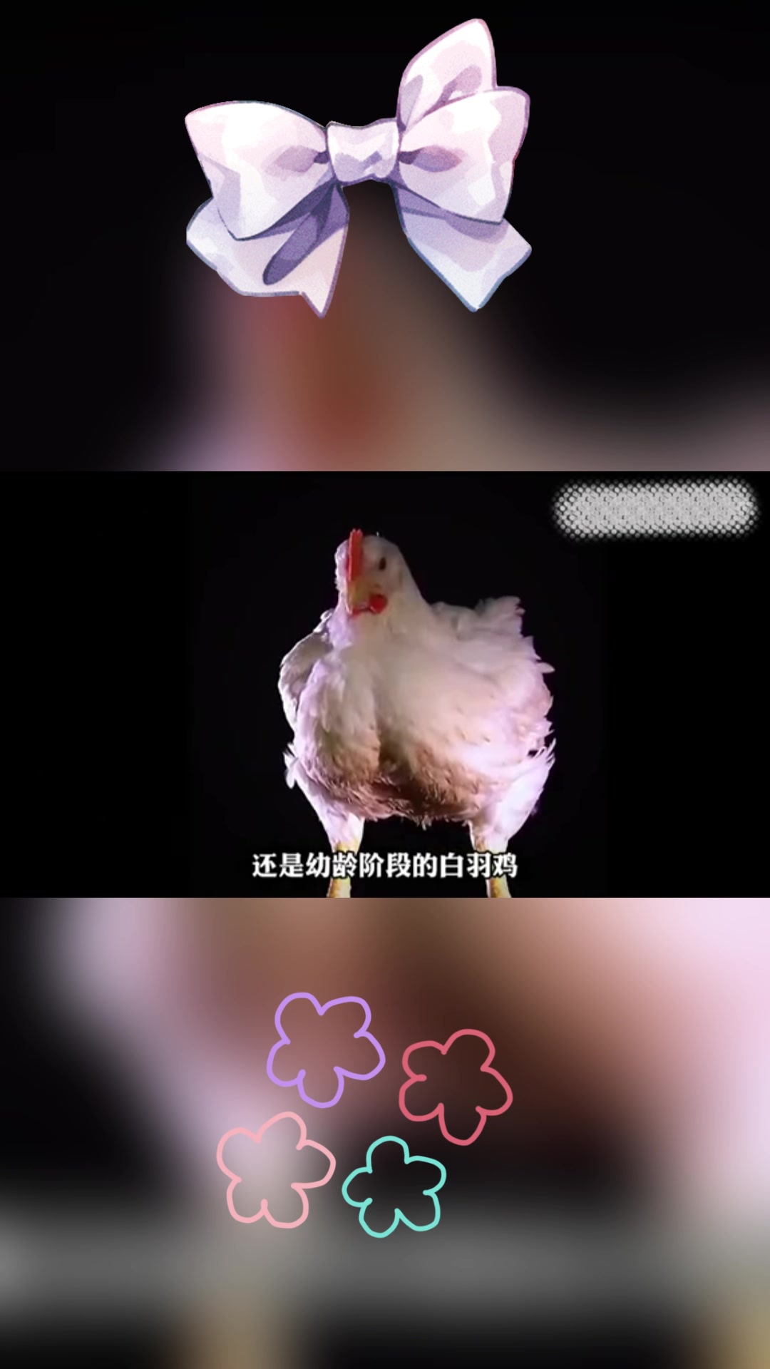 白羽鸡为何成为速生鸡?