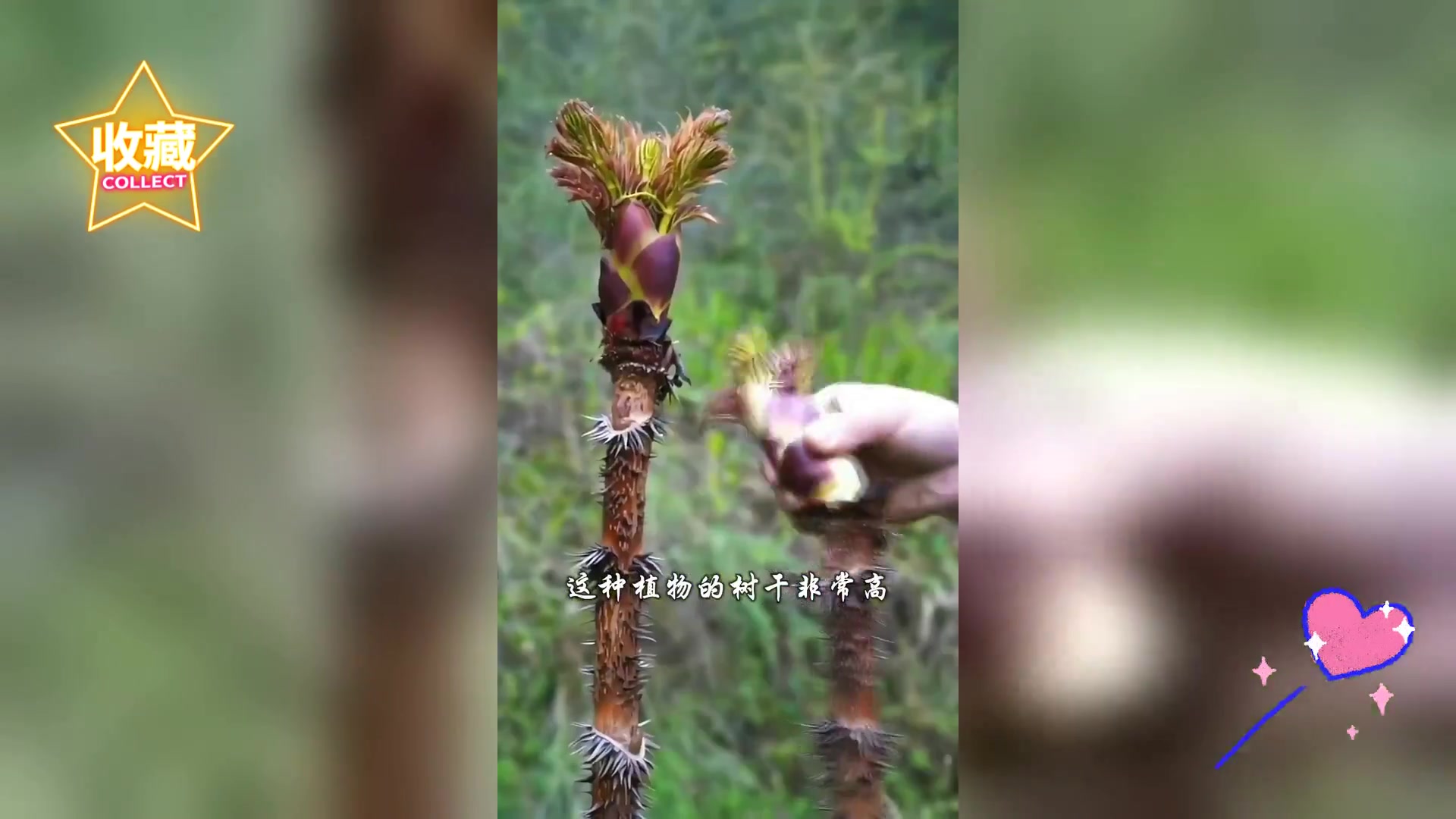 尝过带刺野菜刺老包 芽吗 独特美味挑战味蕾