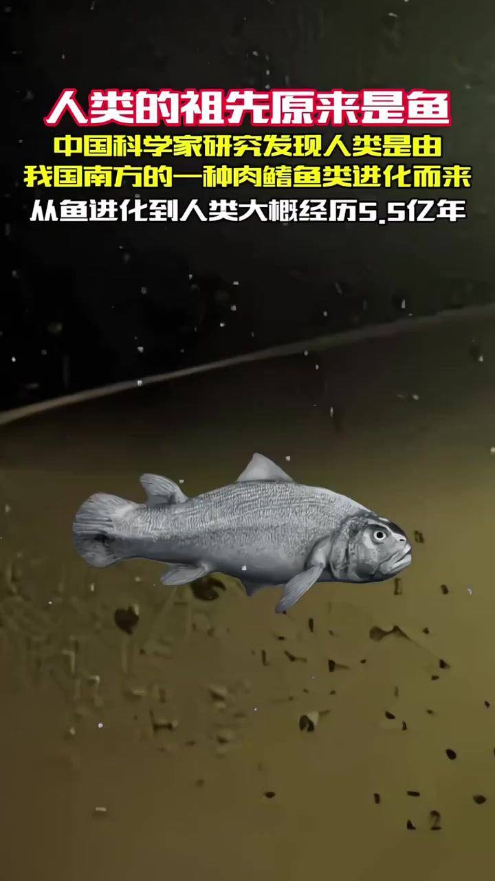 人类的祖先原来是鱼,源于中国南方一类肉鳍鱼,整个演化过程大约经历5.5亿年