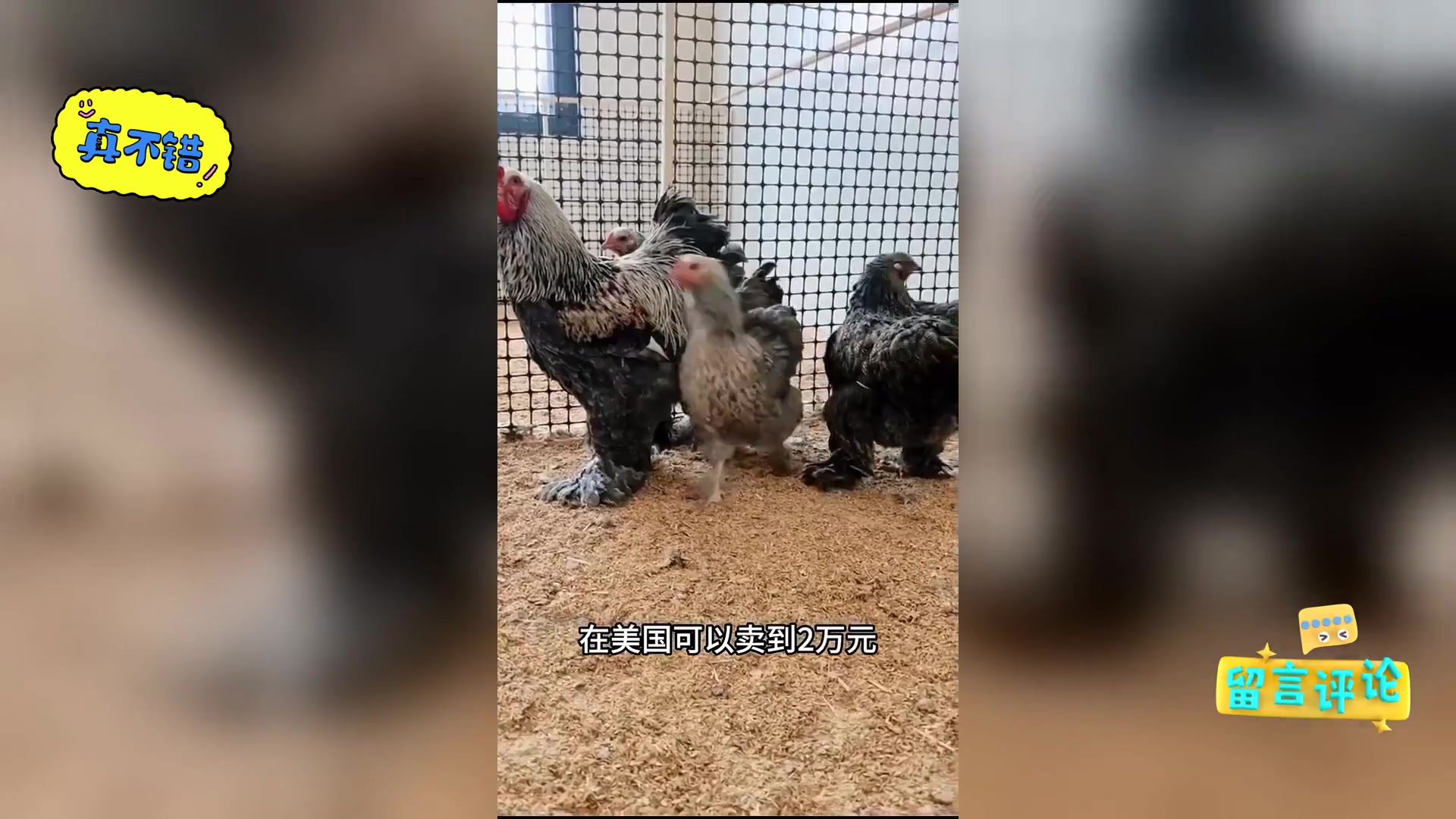 巨型鸡 身高超一米二