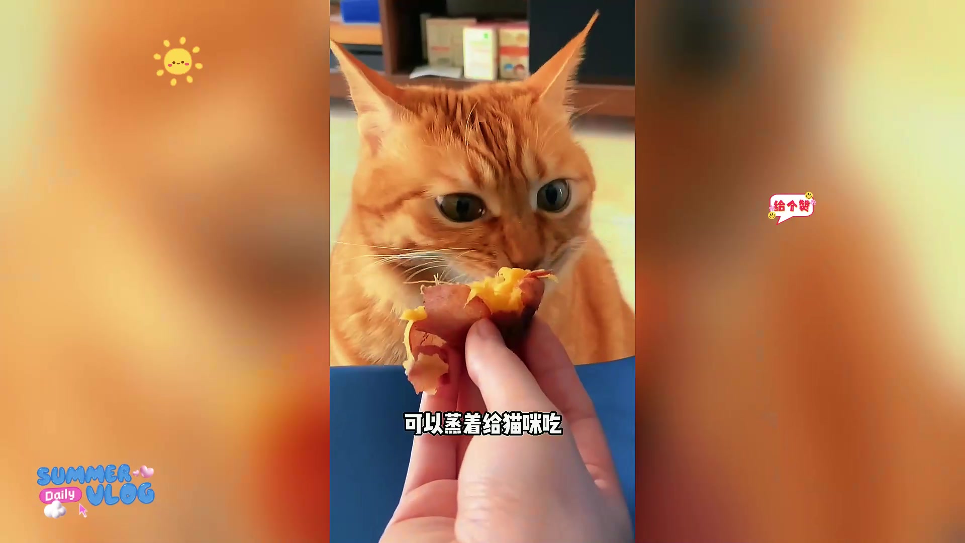 小猫爱吃的水果蔬菜,你知道吗?
