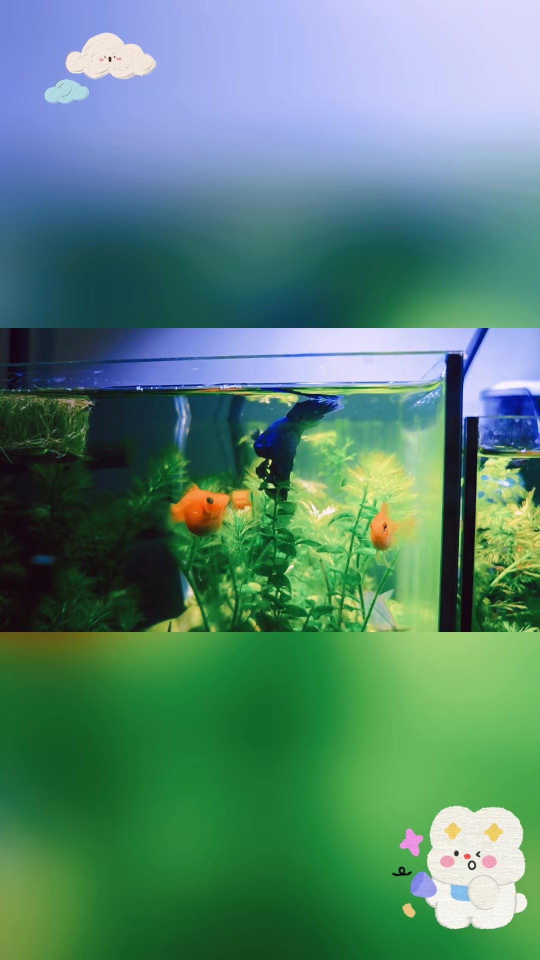 斗鱼混养:不同色彩的鱼儿共游一池