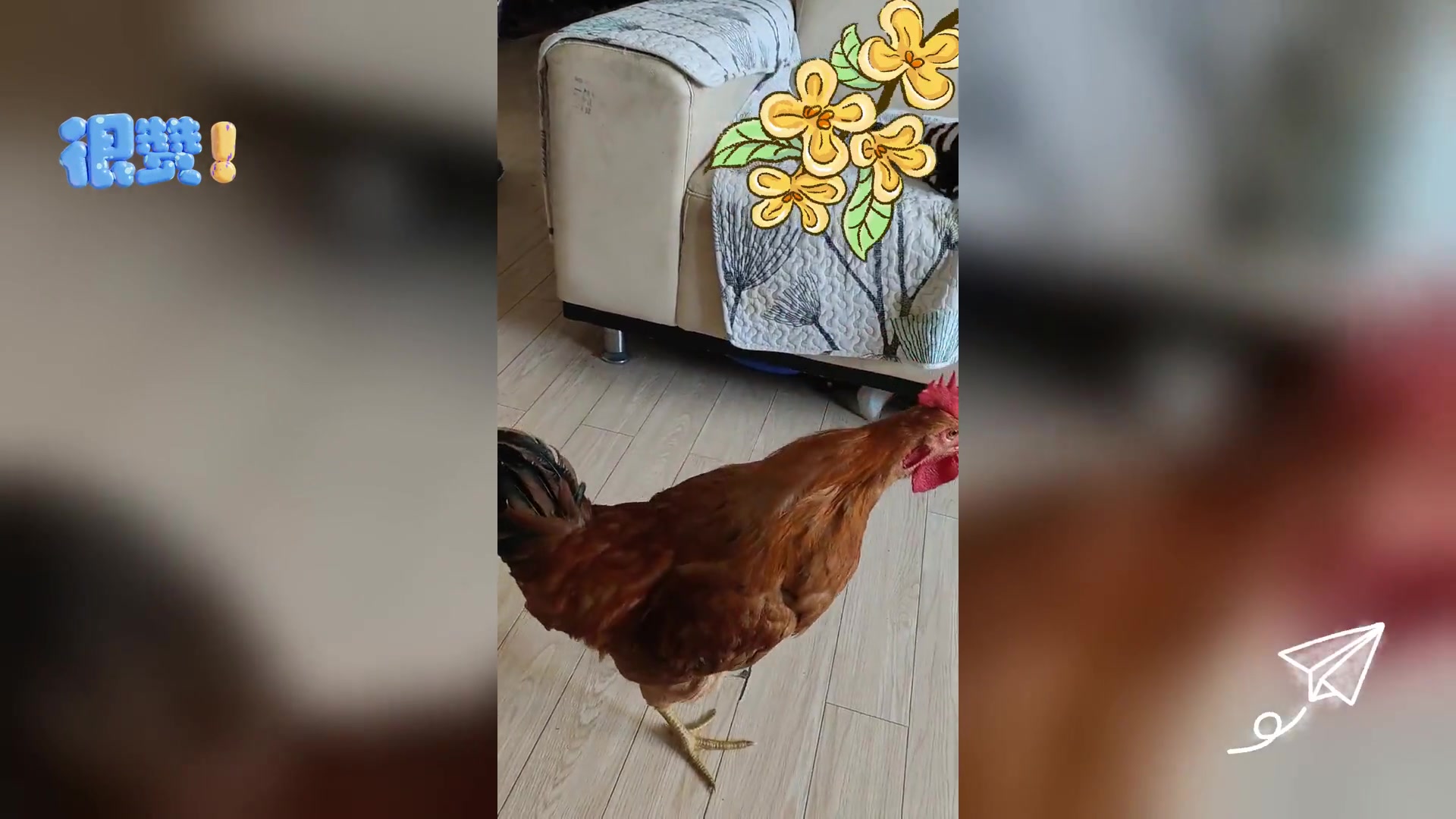 公鸡频繁打鸣 如何有效应对