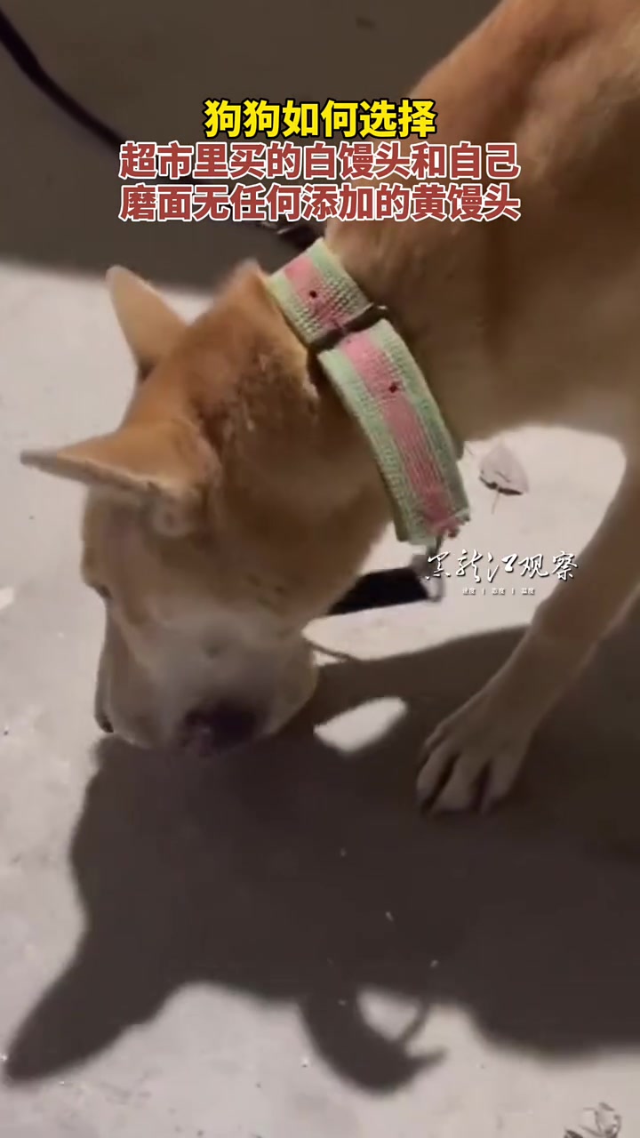 狗狗如何选择 超市里买的白馒头和自己磨面无任何添加的黄馒头
