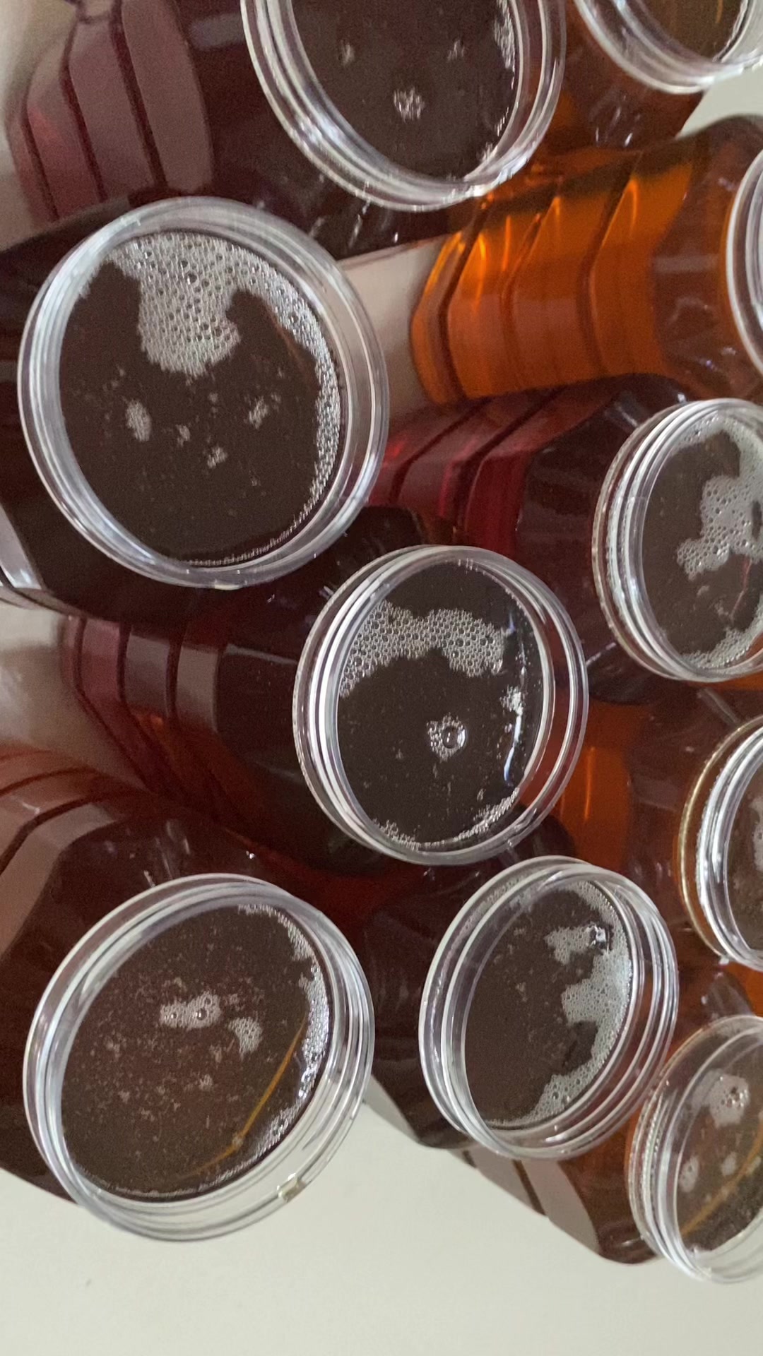 为什么最好的蜂蜜在广东?四季有大流蜜植物,特别是冬天鸭脚木开