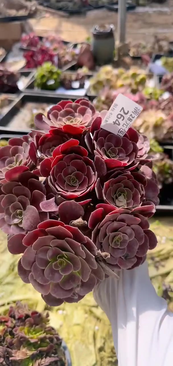 我推荐了 多肉法师,快来看看!