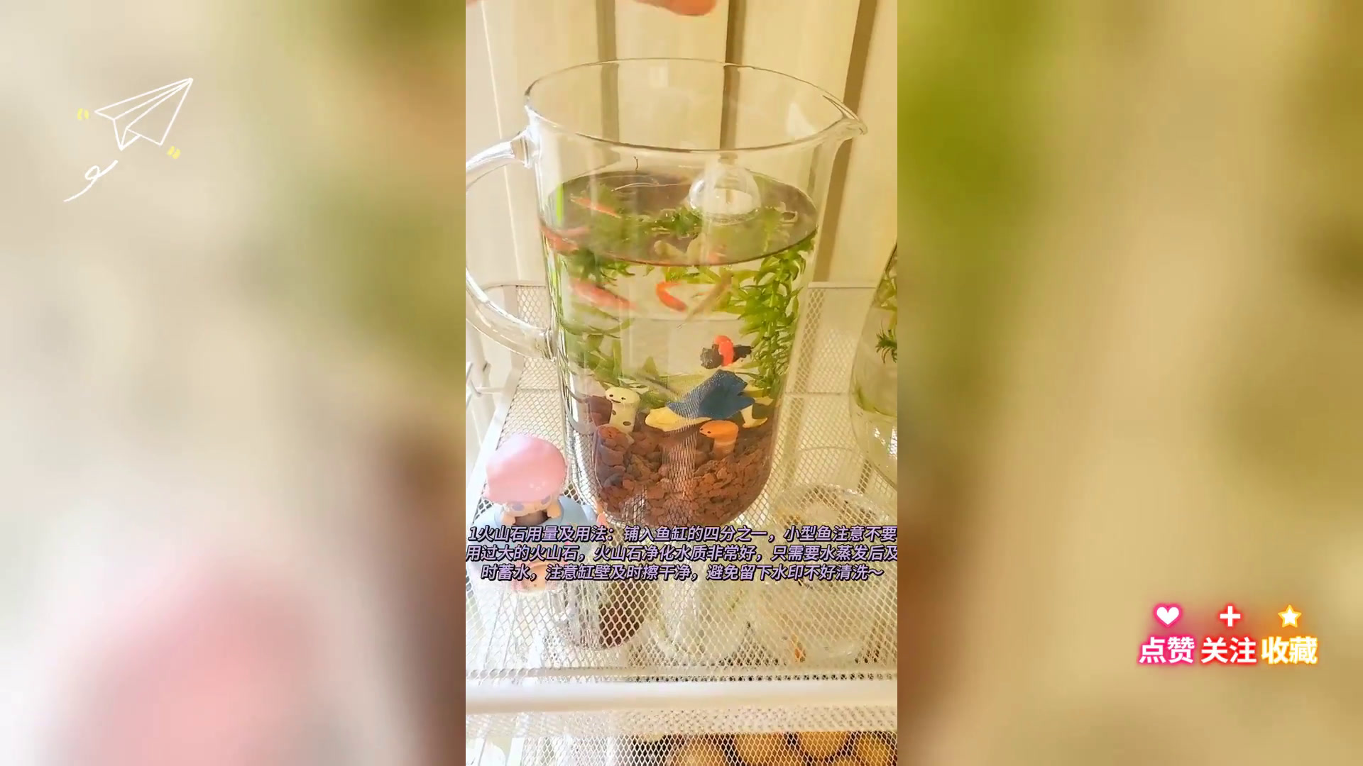 三无鱼缸养鱼 水清不浑秘诀