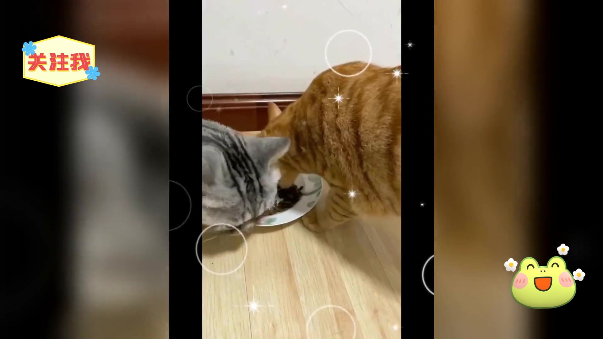 皇家处方粮助力猫咪尿闭