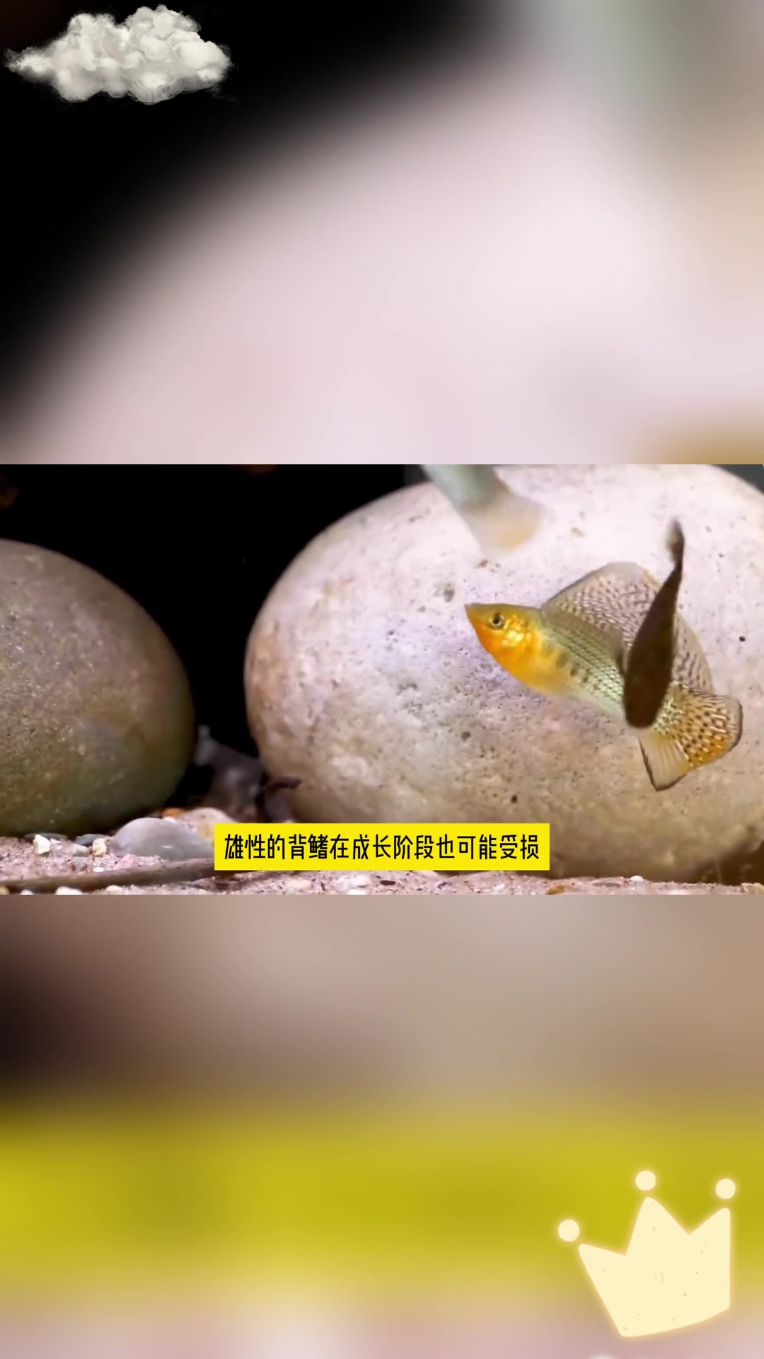 高帆玛丽:能在海里生活的淡水鱼?
