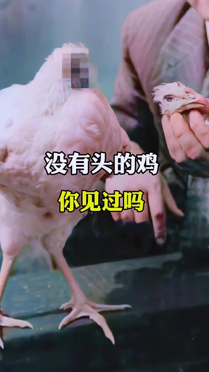 没了头还能继续存活18个月,无头鸡麦克是如何做到的?