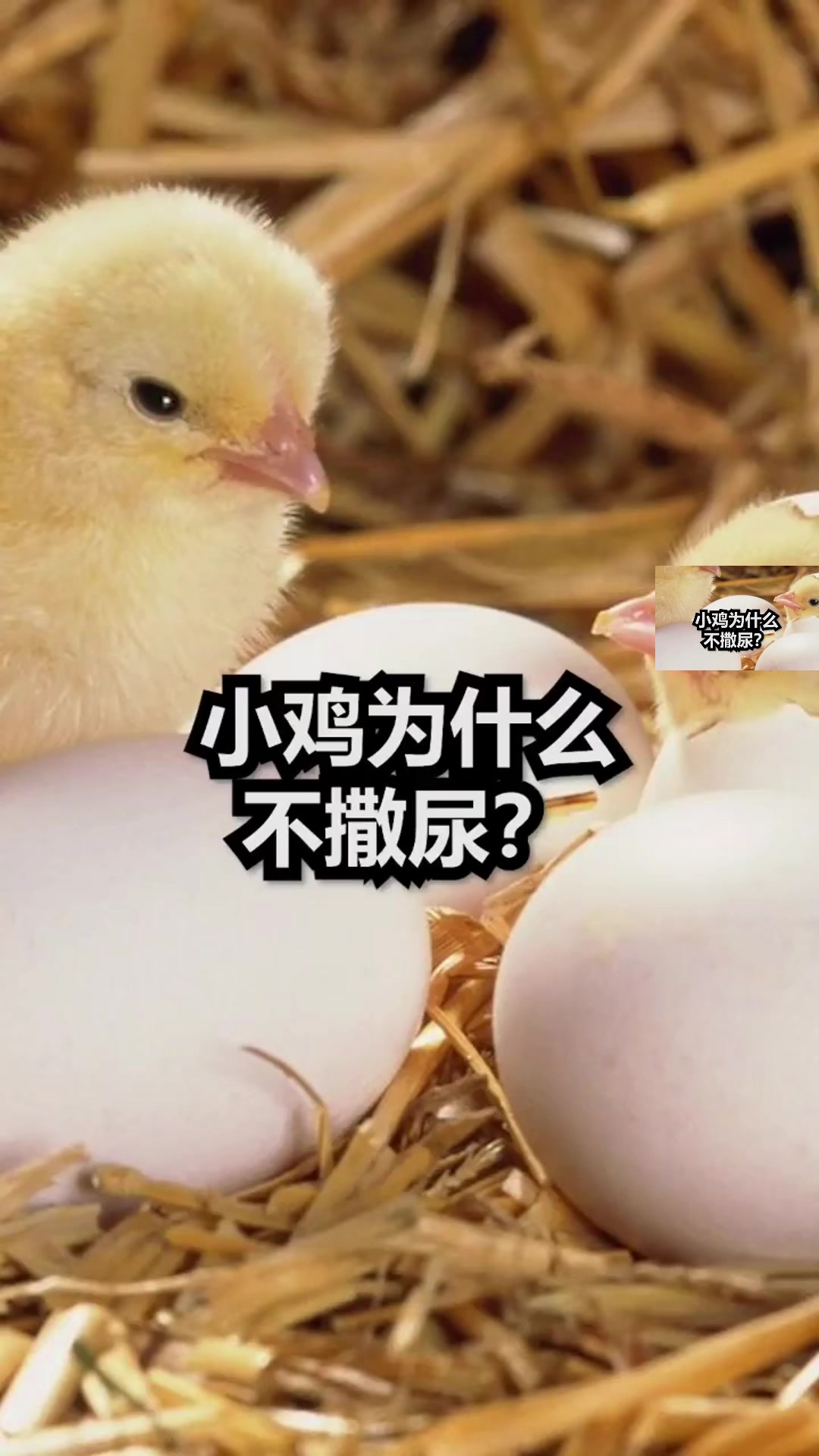 小鸡为什么不撒尿
