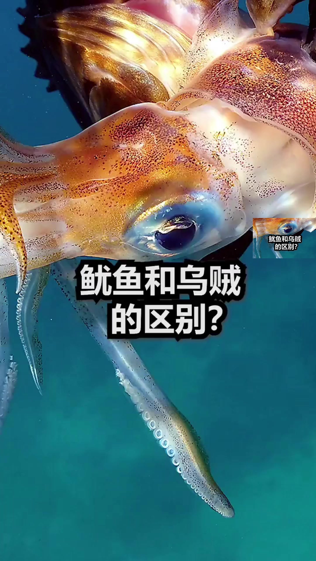 鱿鱼和乌贼的区别?