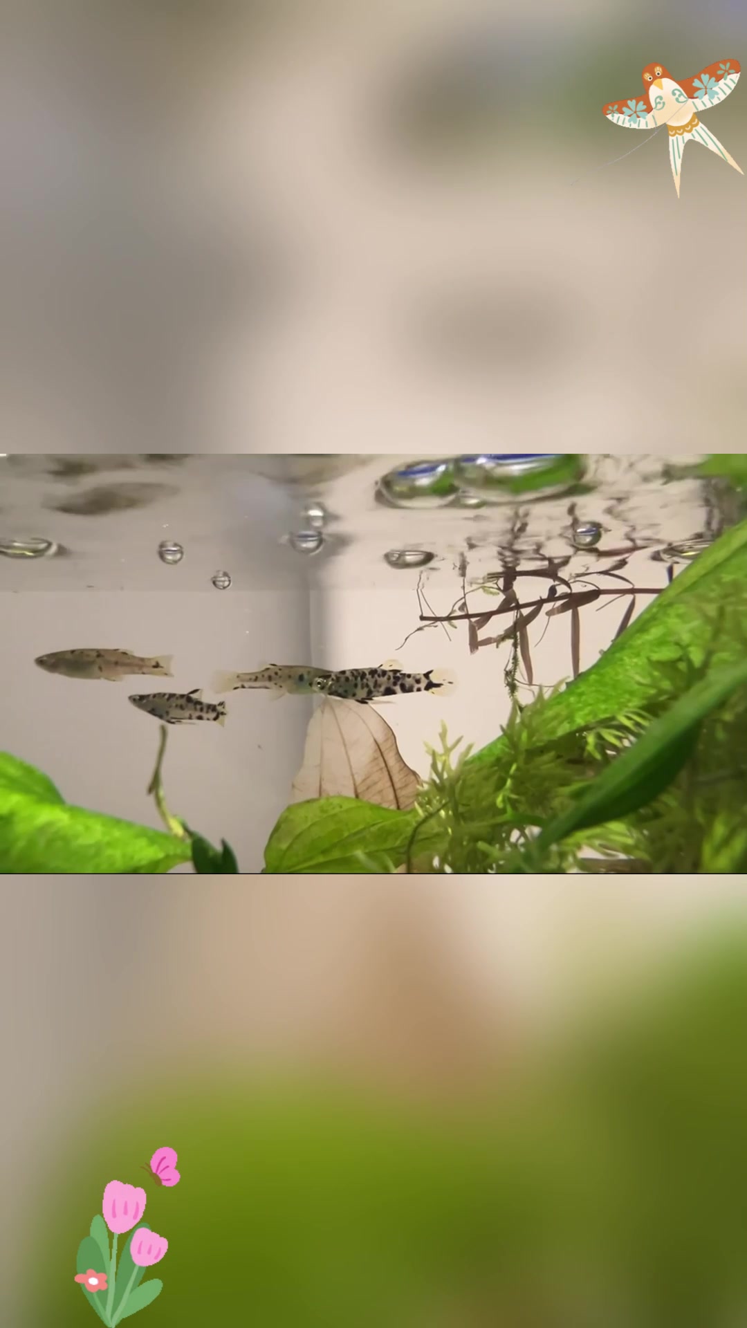 豹纹玛丽鱼与孔雀鱼杂交的后代