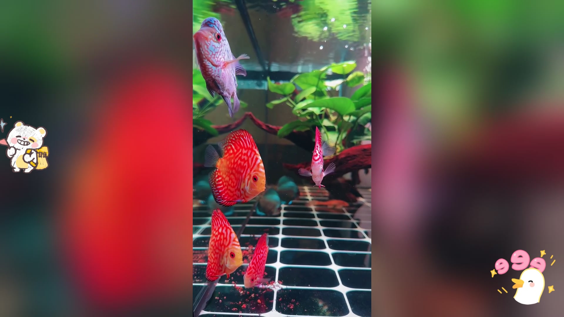混养罗汉鱼和七彩神仙鱼,快乐加倍!