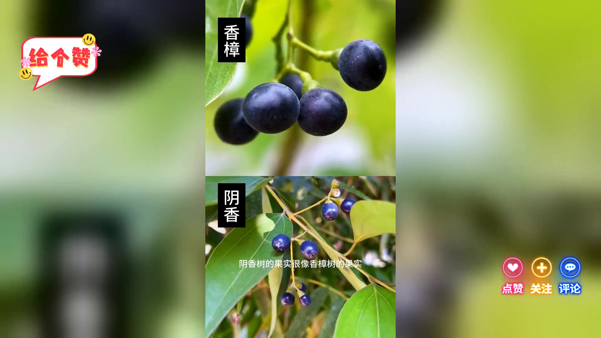 阴香  山肉桂 叶子是芳香原料