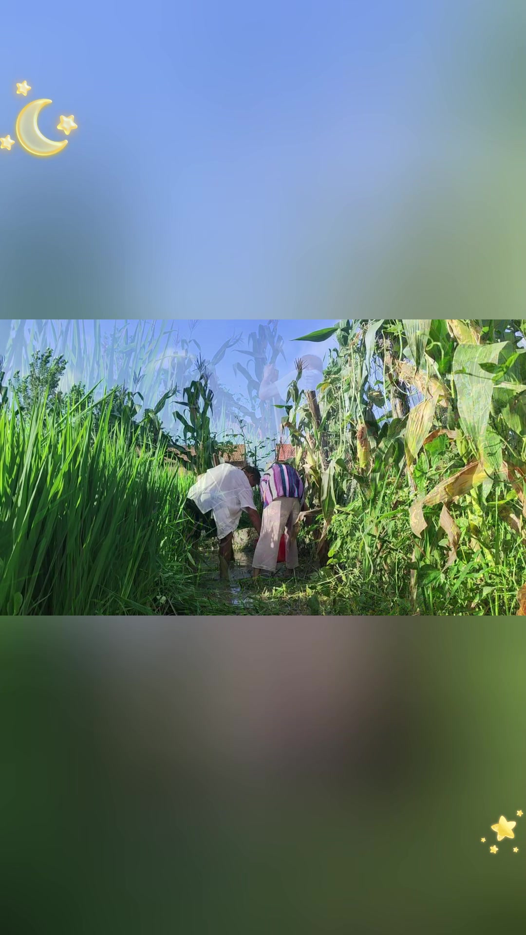 稻田养鱼,趣味捉鱼等你来!