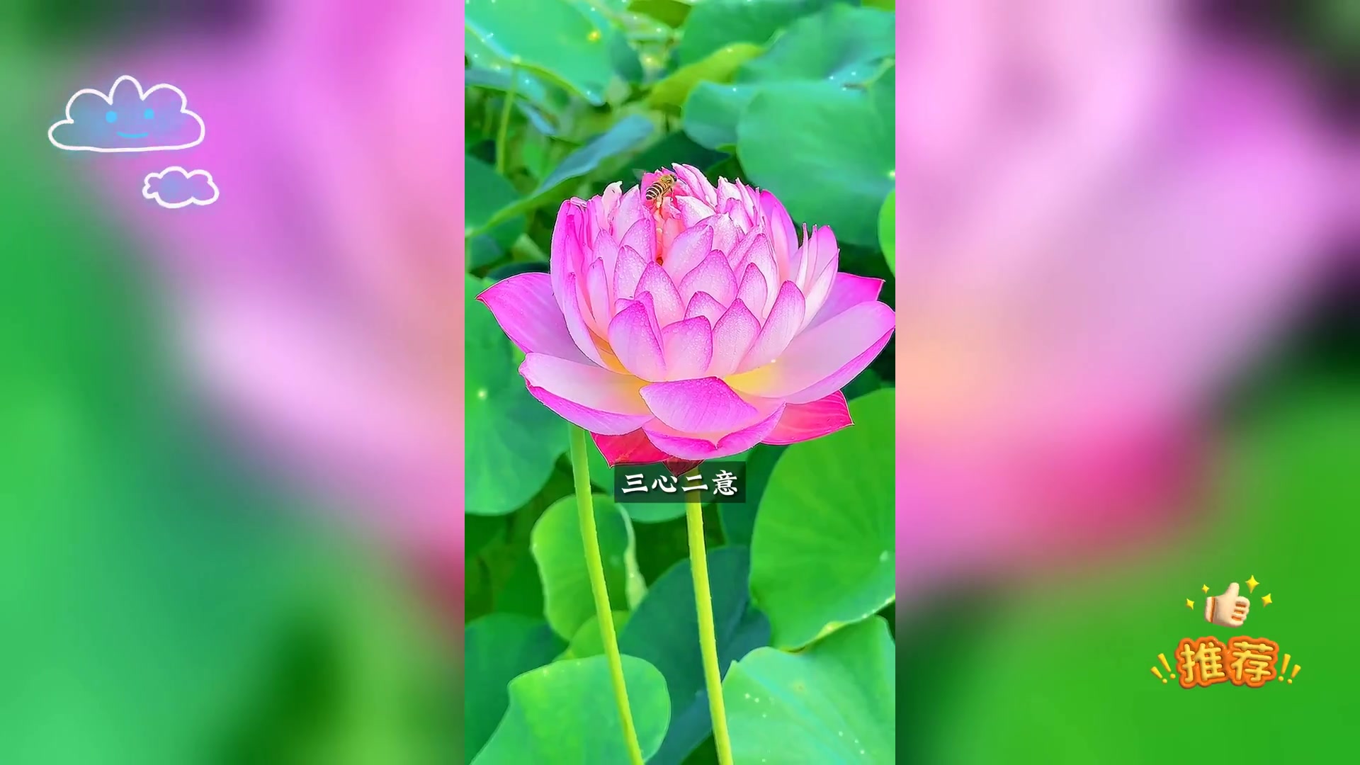 荷花头像寓意深 你了解吗