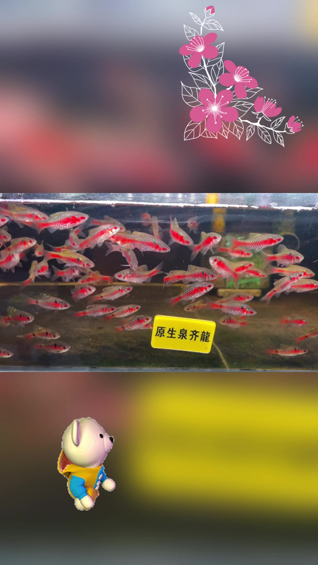 钻石彩虹鲫:色彩斑斓的热带鱼