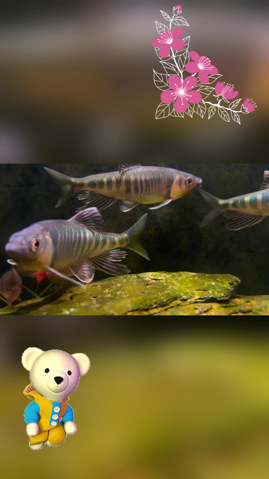 长鳍鱲、彩虹鲫混养,打造和谐水族箱