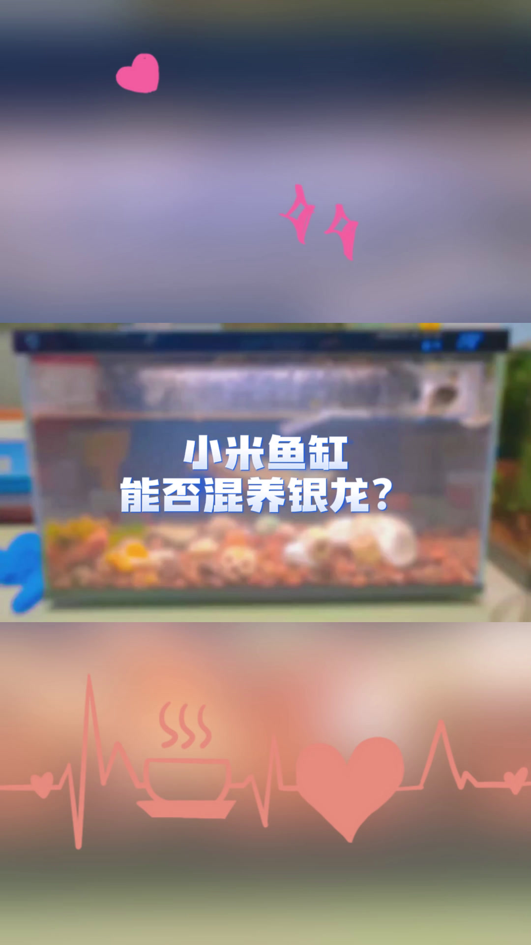 小米鱼缸能否混养银龙?