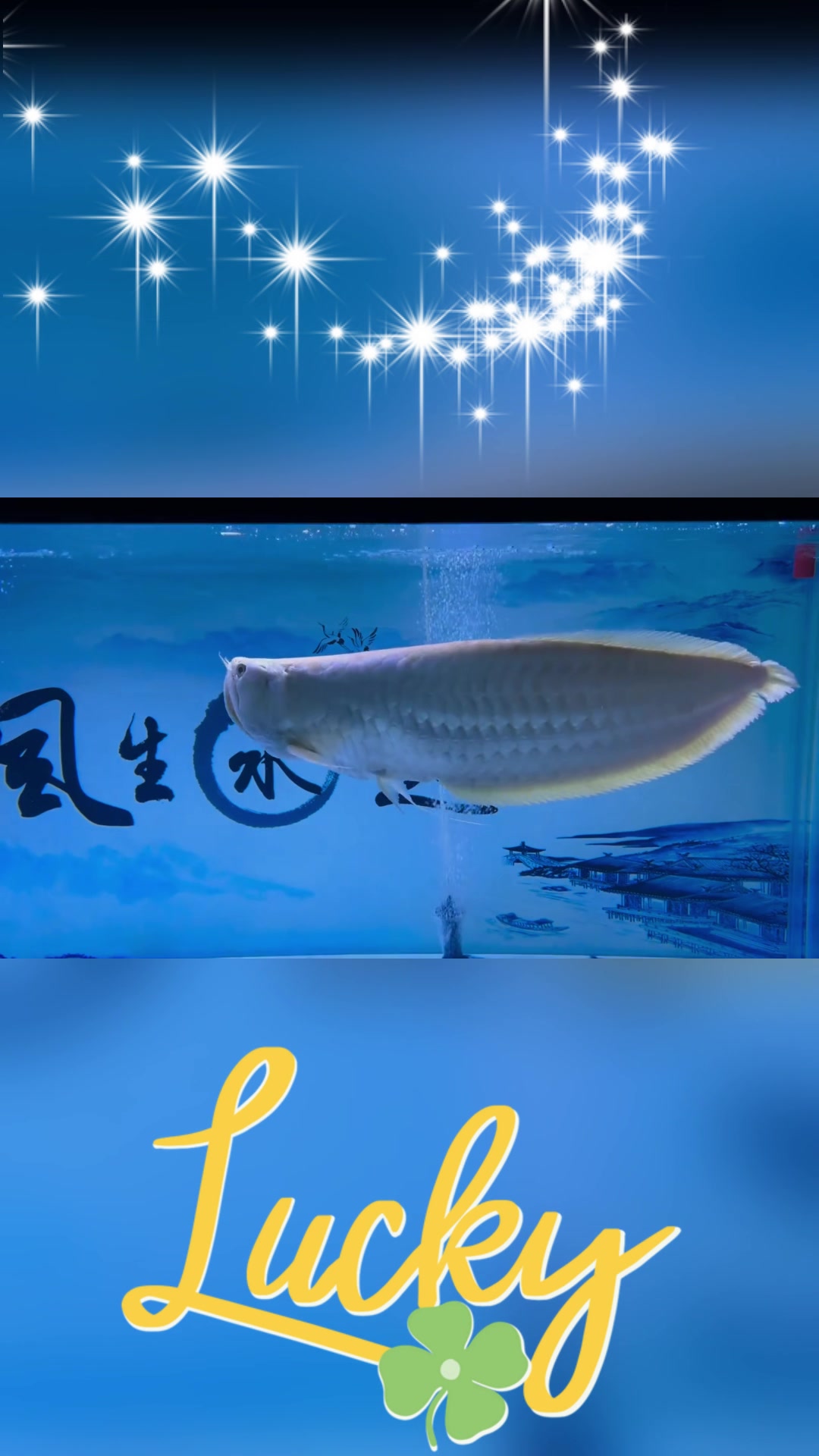 分析银龙鱼吃食,过程中的心理