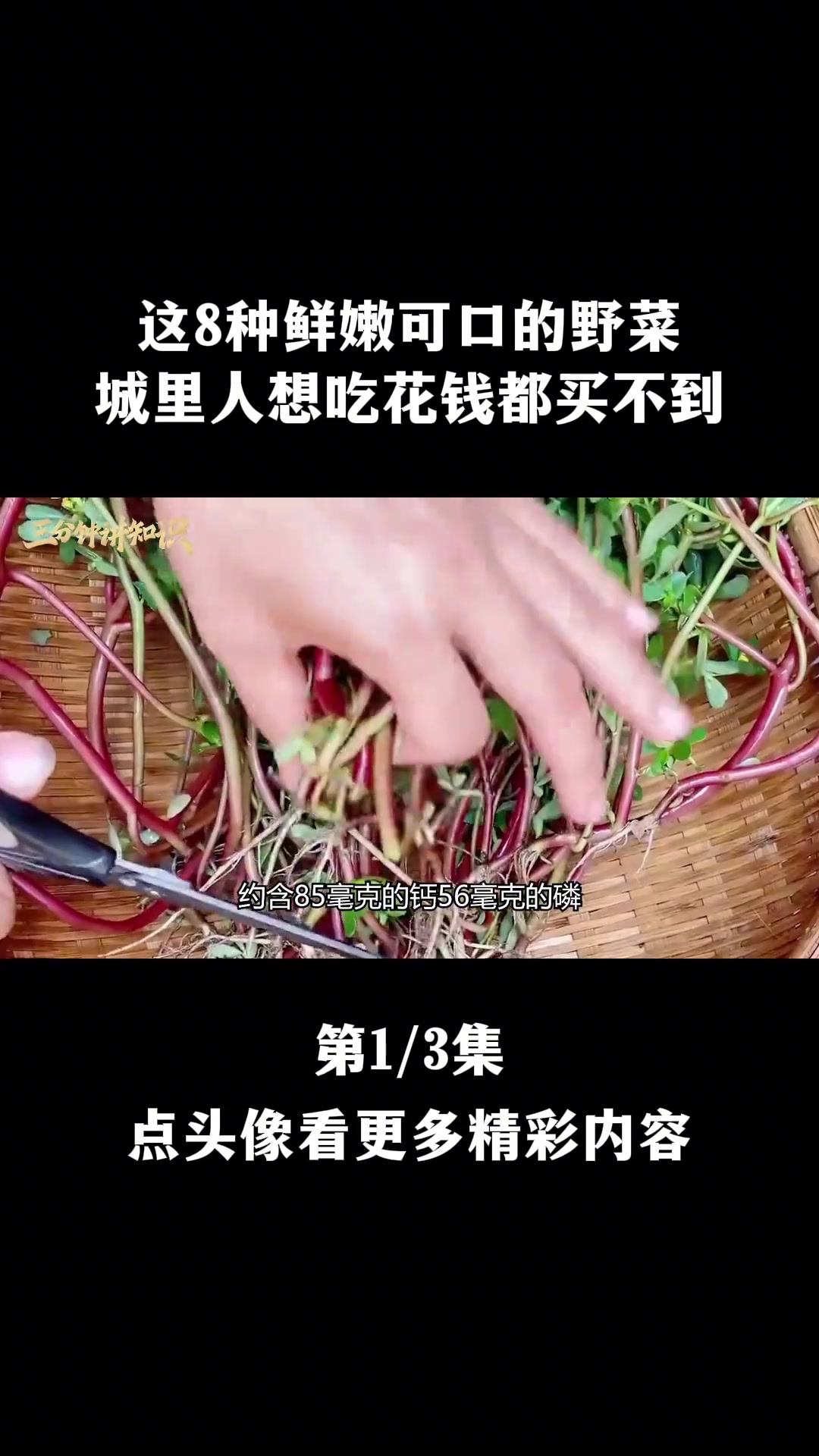 这8种鲜嫩可口的野菜,城里人想吃花钱都买不到,乡下却拿来喂猪