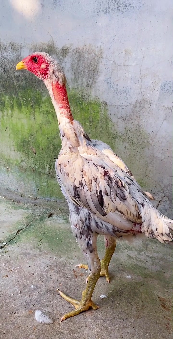 越南母斗鸡大骨架皮肤自然红