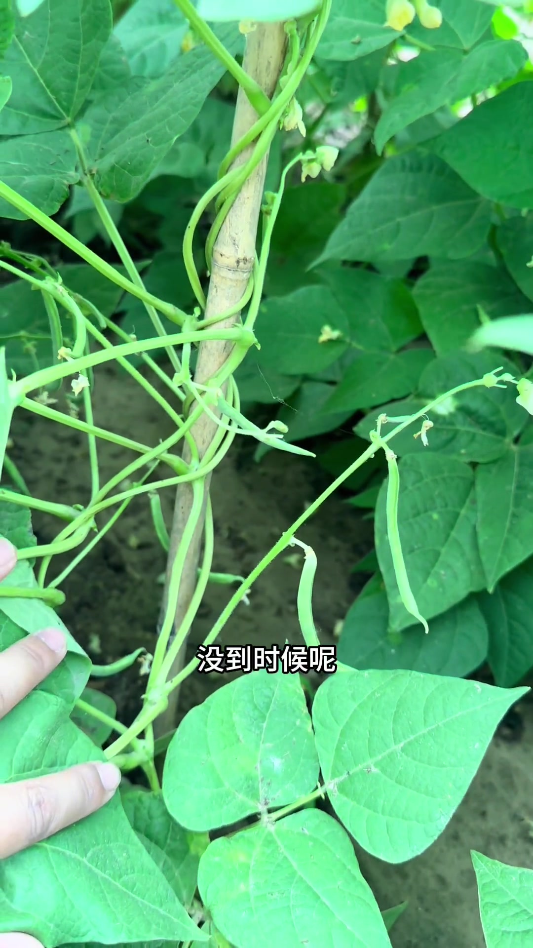 阴着天和妈妈去浇菜园,浇一半下上雨了干脆拍几张愉快的照片吧小院时光