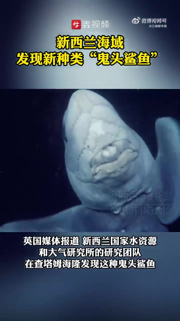 9月25日,据央视新闻。研究人员当地时间9月24日证实,近期在新西兰海域发现新种类的鬼头鲨