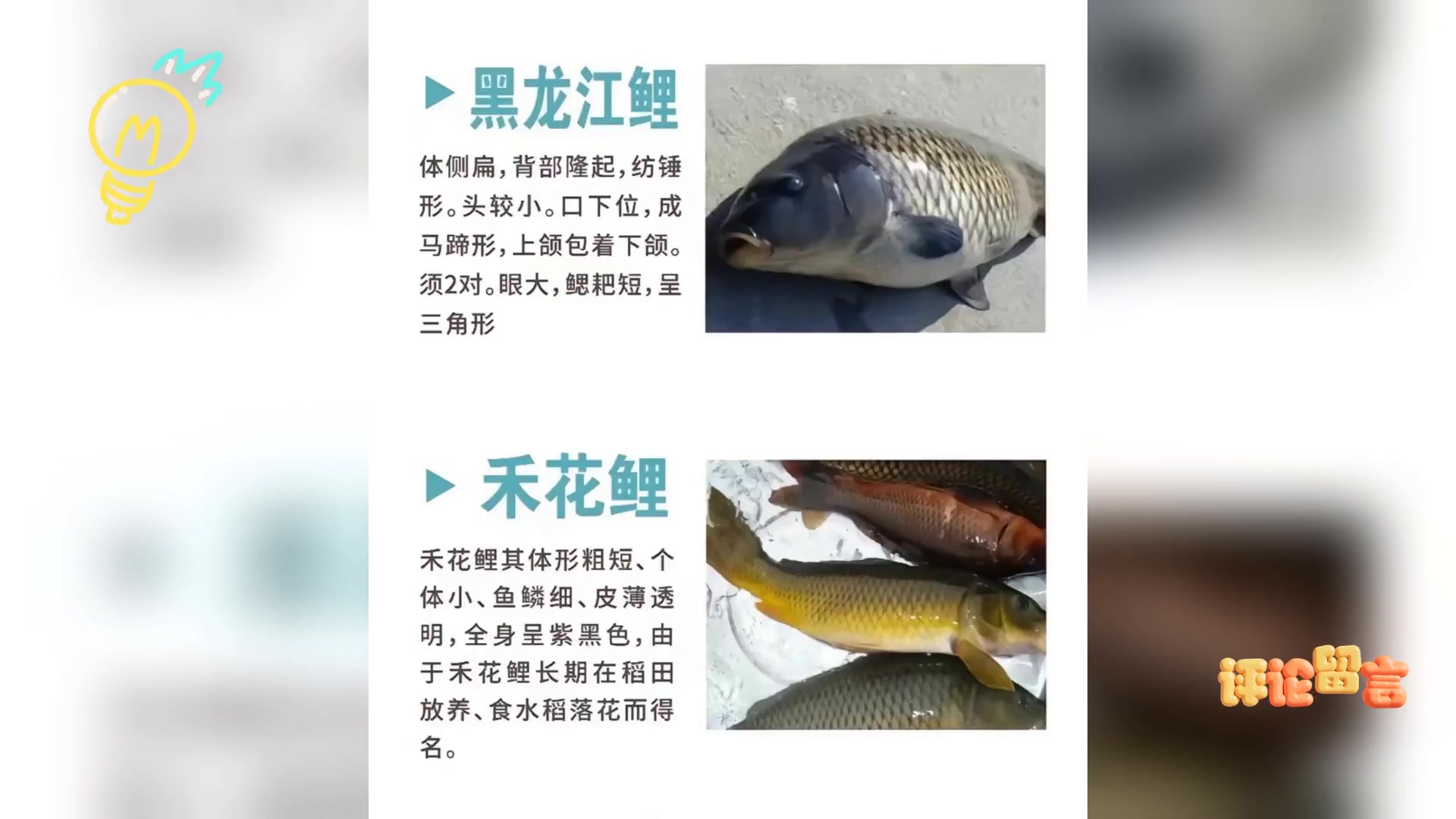 鲤鱼种类繁多 你钓获的是哪类鲤鱼