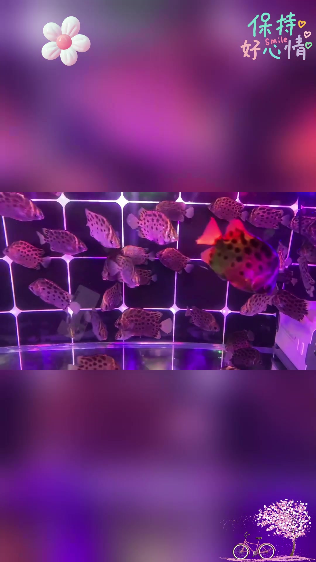 淡化海水中的宝藏:金鼓鱼