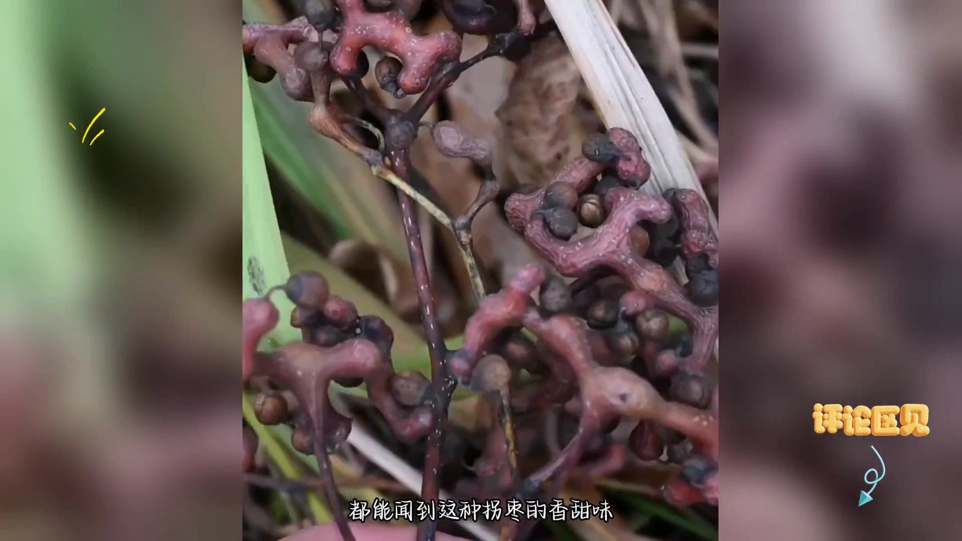拐枣别名: 万寿果、鸡爪果